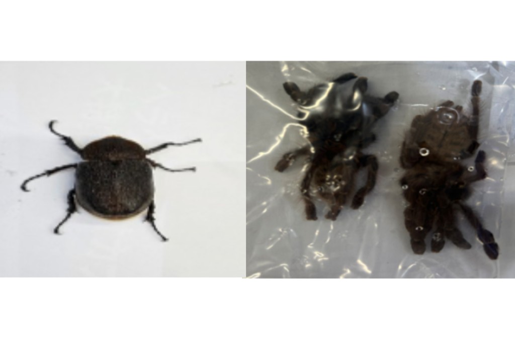 South Korea (Rep)_Tiger tarantula and Hercules beetle.jpg