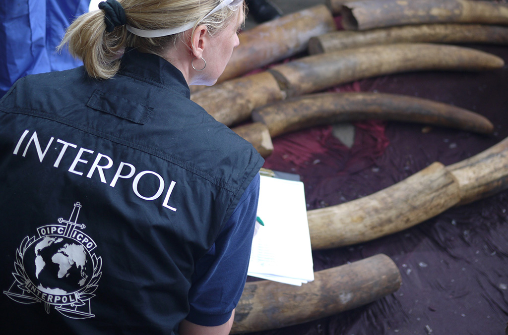 INTERPOL aide la police à lutter de manière globale contre la criminalité liée aux espèces sauvages, de la détection à l’arrestation, de l’enquête aux poursuites.