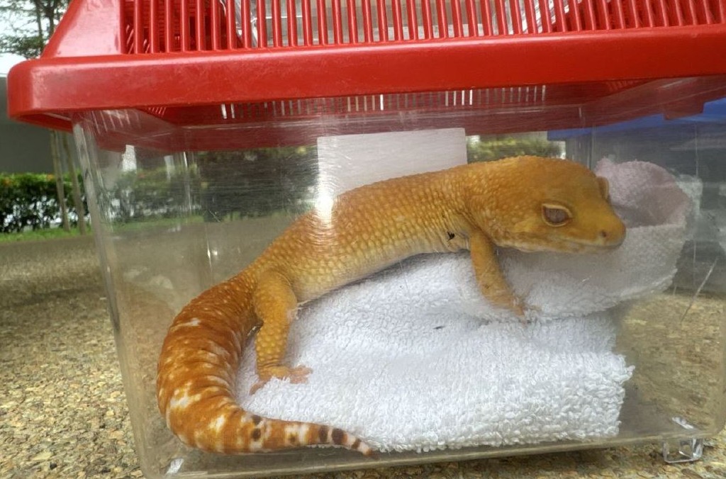 SIN_GECKO YELLOW.JPG