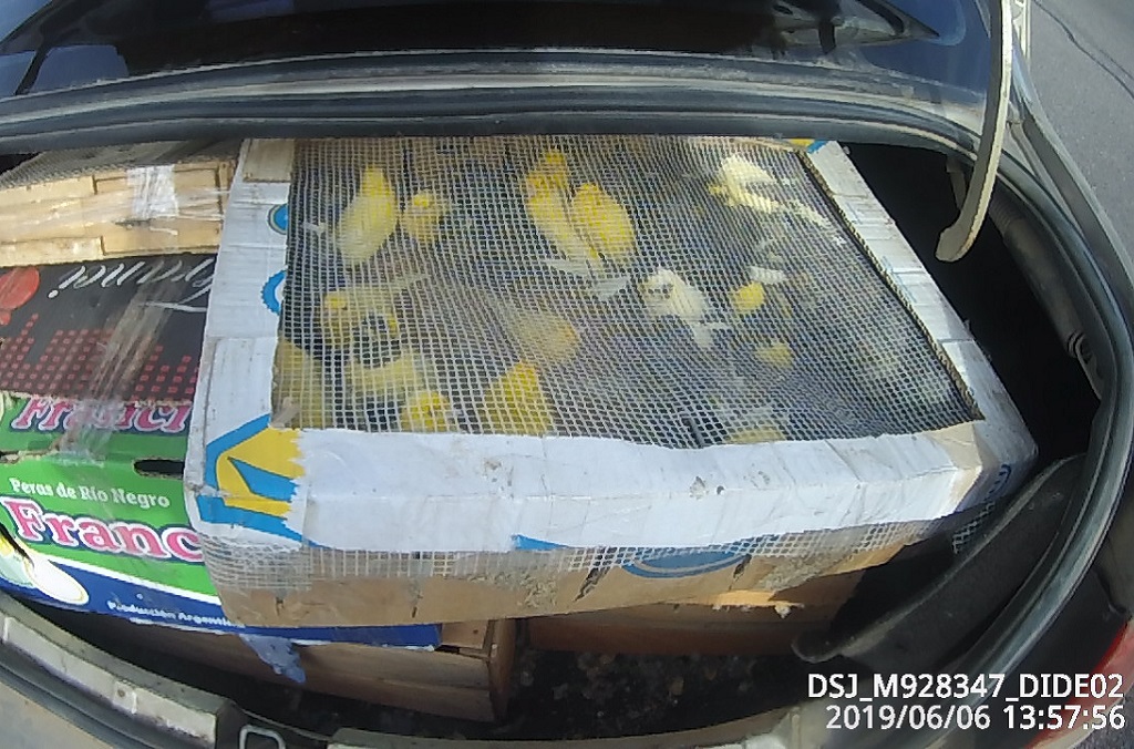 315 Jilgueros Dorados (sicalis flaveola) Saffron Finches smuggled from Argentina to Uruguay intercepted by Uruguay customs at roadblocks set up as part of Operation Thunderball.