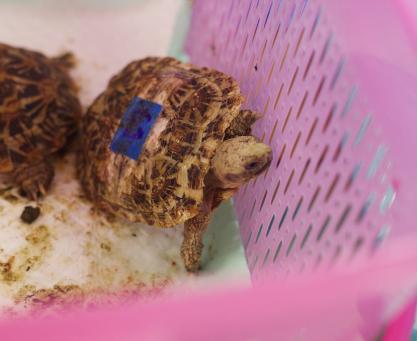 5. A rescued pancake tortoise. The species is critically endangered (CITES Appendix I).jpg