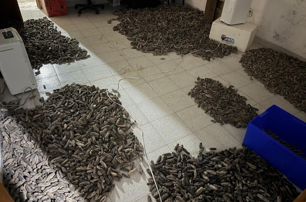 Mexico sea cucumber.JPG