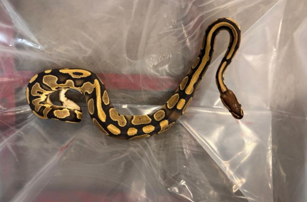 MEX_SNAKE SEIZED.jpg