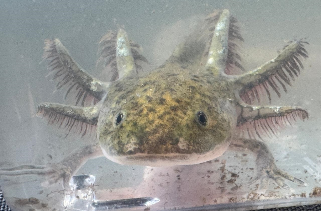 1. Project Gaia Operation Madre Tierra Costa Rica 250529_Axolotl.png