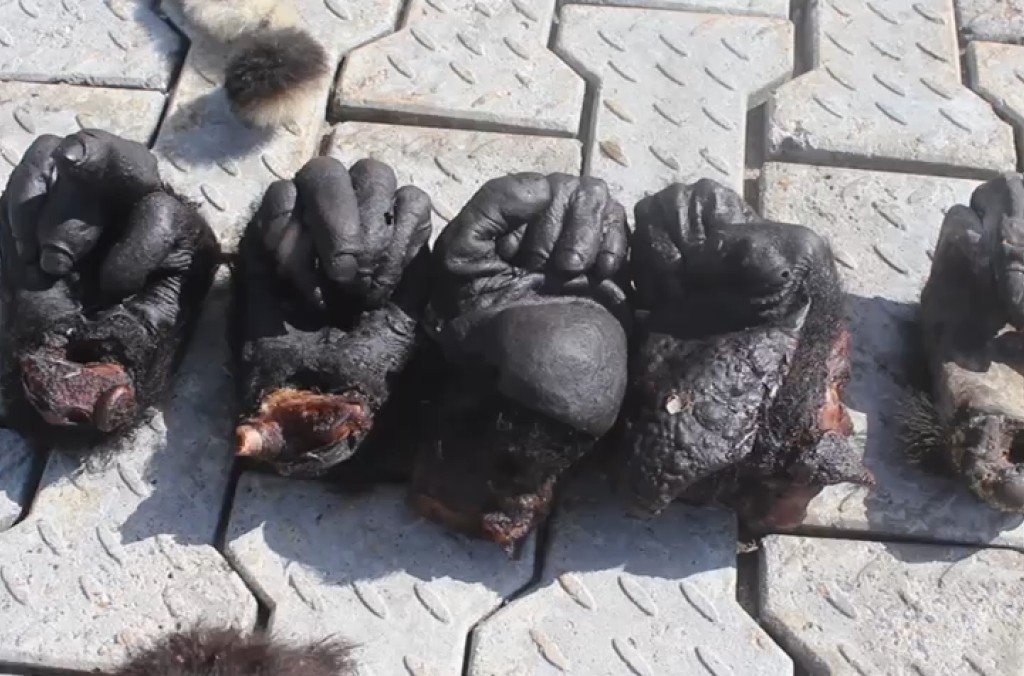 Cameroon Gorilla (2).jpg