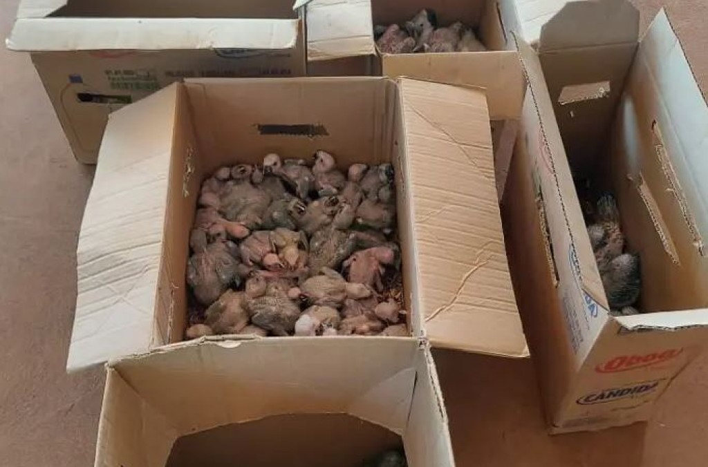 Brazil birds and macaws.JPG