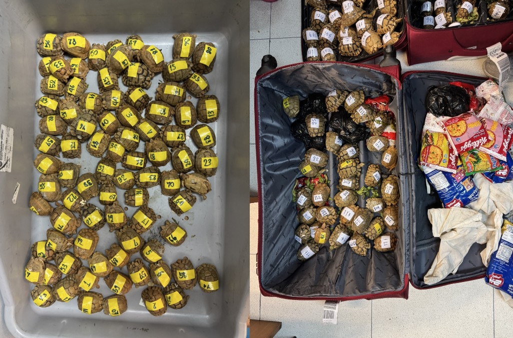 Thailand 187 egyptian tortoises 1+2.jpg