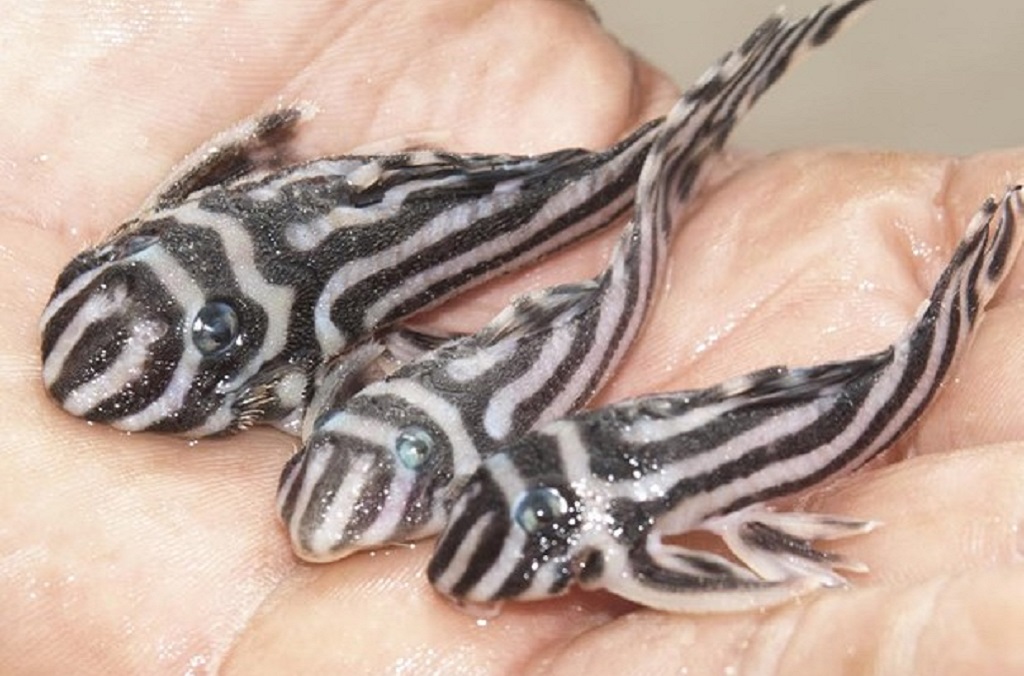 Many of the seized species died during the trafficking journey, such as these Zebra fish - Hypancistrus Zebra seized by Brazil’s Federal Police airport officers