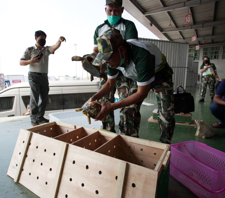10. A radiated tortoise is carefully placed in a crate for its return to Tanzania.jpg