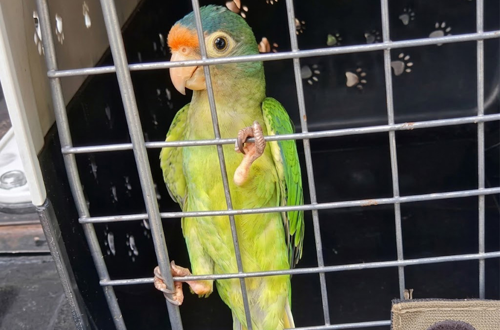 parrot-interpol-2026.jpg