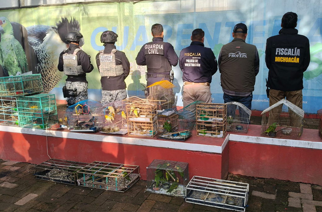 authorities-birds-2026.jpg