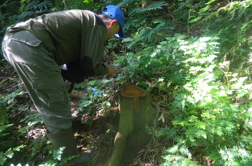 INTERPOL has spent the past decade working closely with investigators across the globe to support them in detecting, preventing and investigating forestry crime in the field