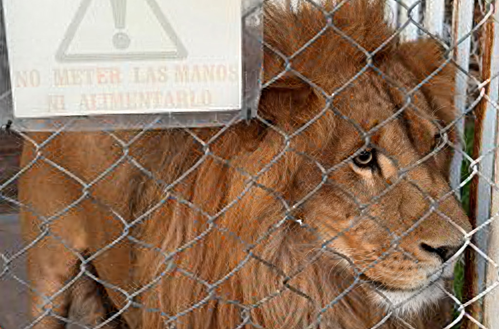 lion-caged-interpol-2026.jpg