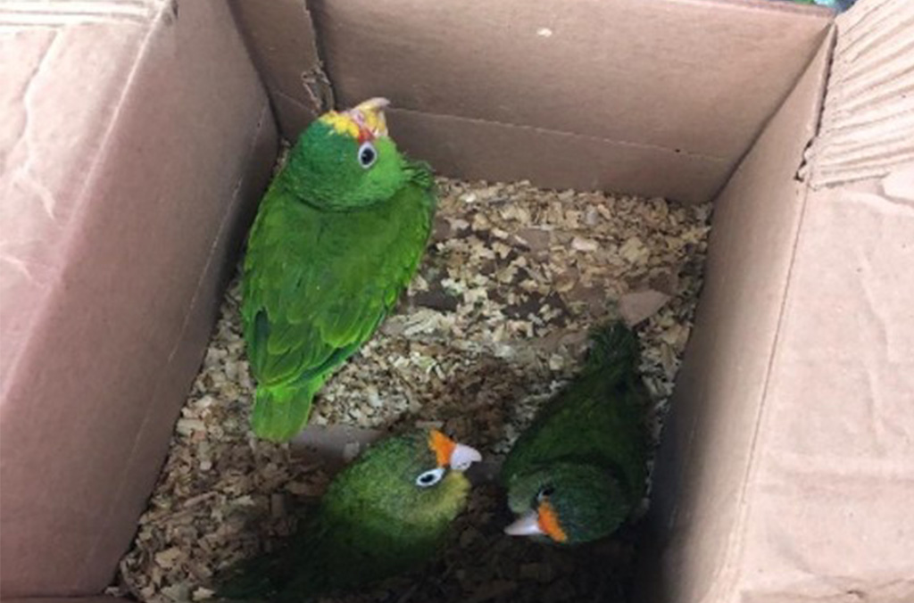 parrots-guatemala-interpol-2026.jpg