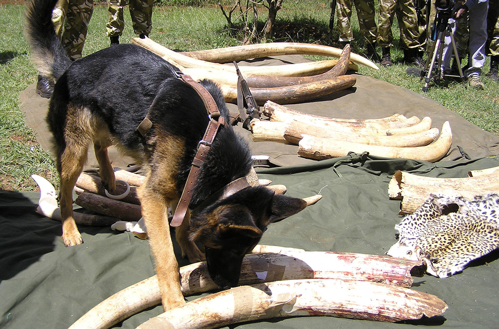 INTERPOL has coordinated more than 50 regional and global wildlife crime operations over the past decade