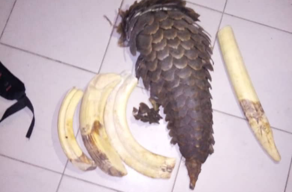 Over 1 tonne of pangolin scales were seized during the operation, representing 1,700 killed pangolins.