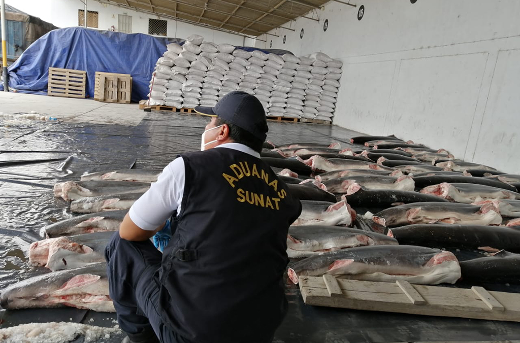 The shipment mainly consisted of protected hammerhead sharks whose fins are highly valued and seen as a delicacy in Asian markets. Courtesy of Peru Customs