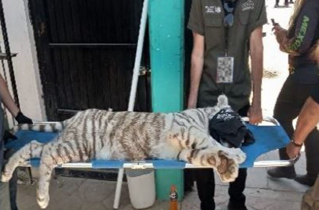 Mexico 250502_WhiteTiger.png