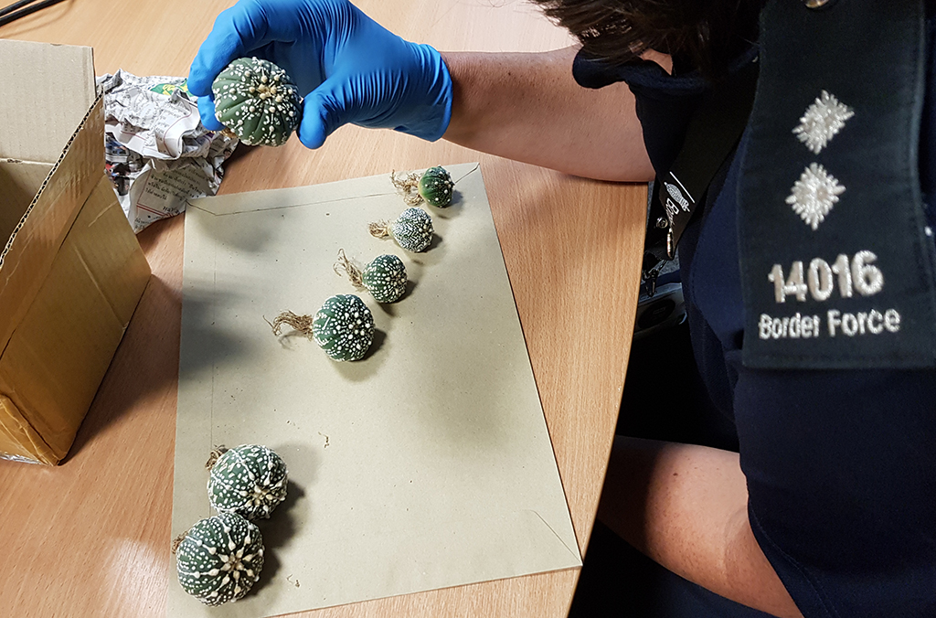 In total, 699 offenders were apprehended and at least one INTERPOL Red Notice has already been requested based on information gained during the operation. Courtesy of UK Customs