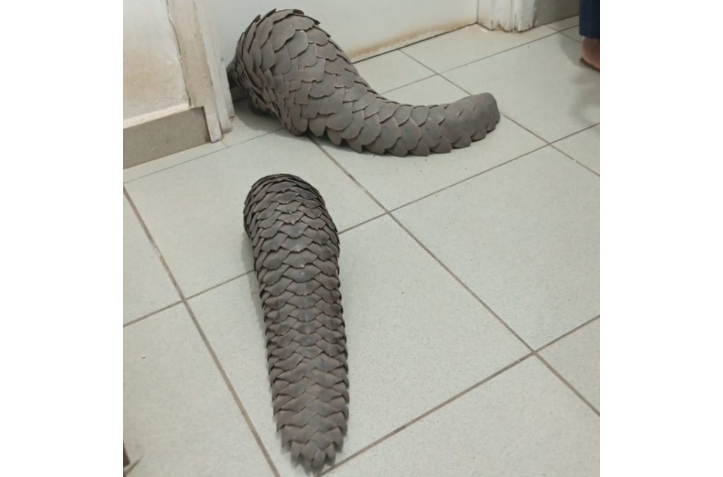 Mozambique - Pangolin.jpg