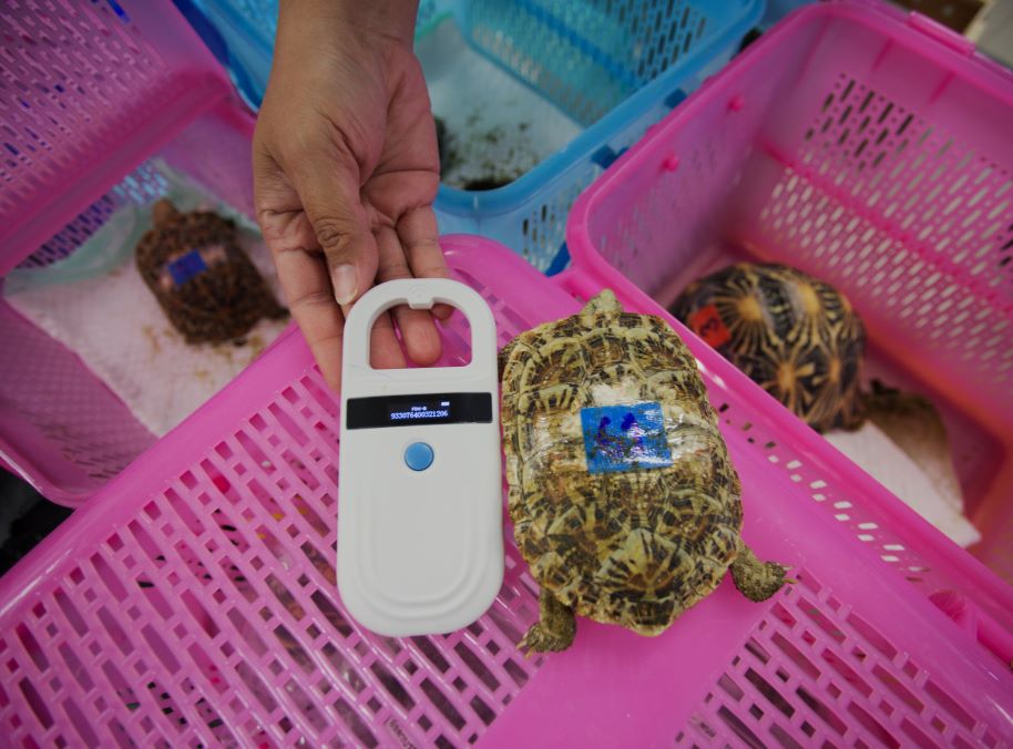 7. A rescued pancake tortoise. The species is critically endangered (CITES Appendix I).jpg