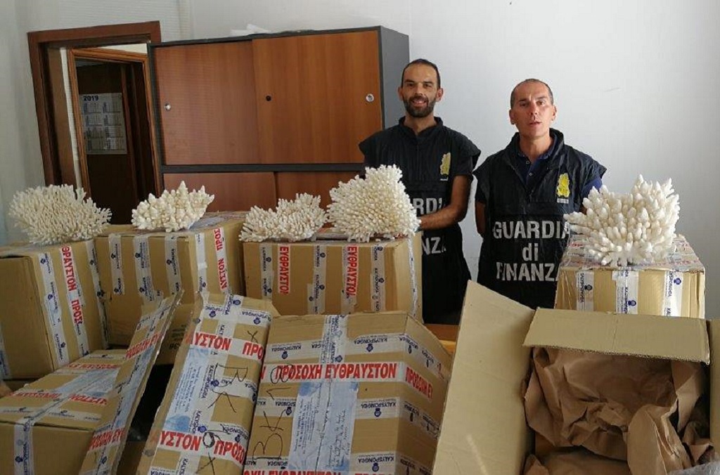 Coral (Scleractinia spp) being smuggled from Greece to France were detected by the Italian Guardia di Financa during customs inspection on a vessel docked at Ancona Maritime Port