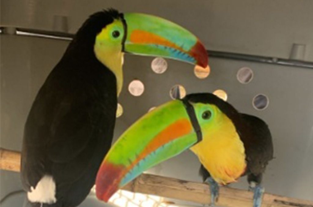 toucans-interpol-2026.jpg