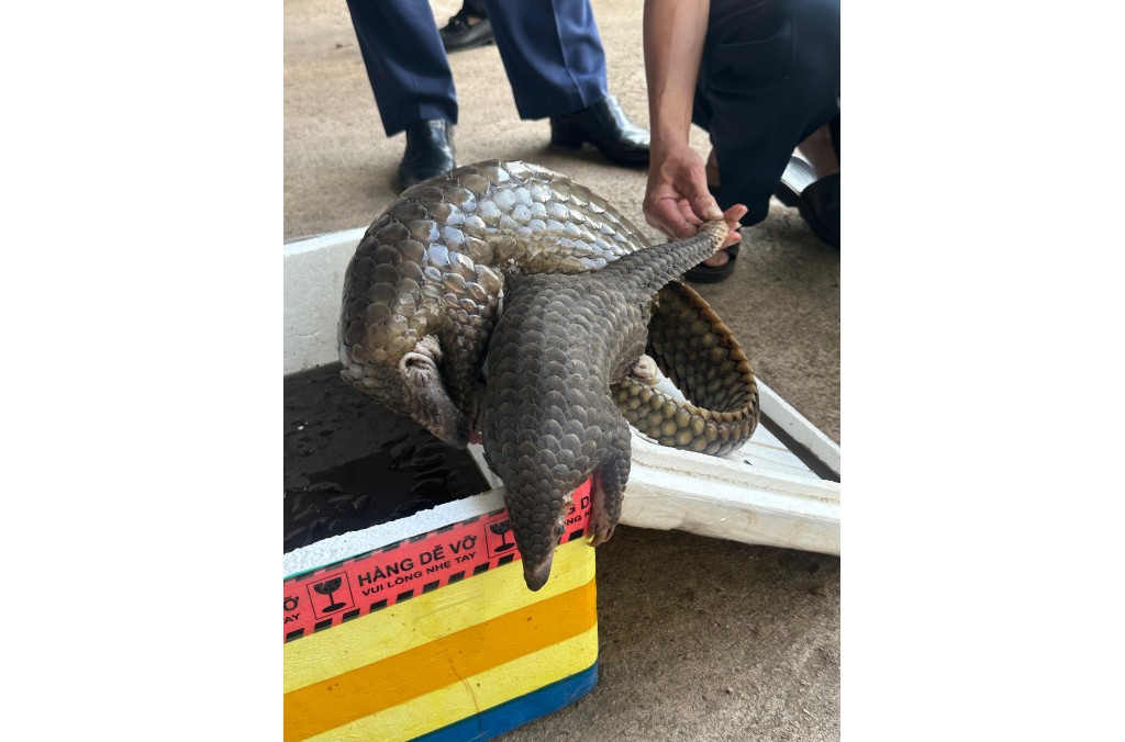 Laos_Pangolin Seizure.jpg