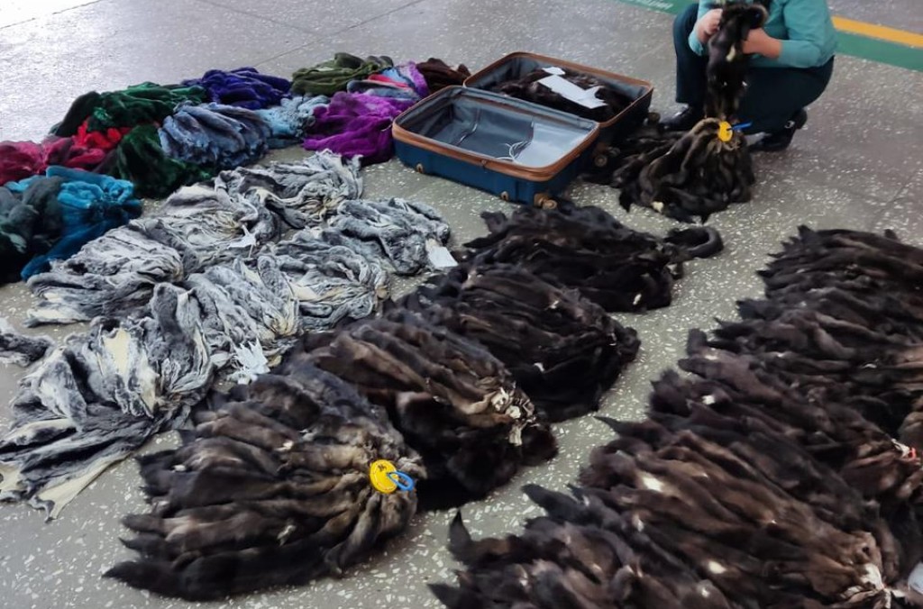 Russia 681 beech martens 1.jpg