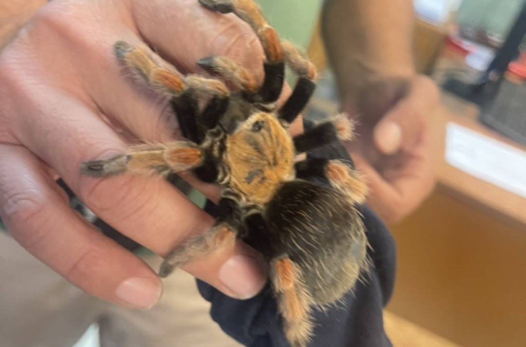 Thailand brachypelma baumgarteni mexican tarantula.jpg