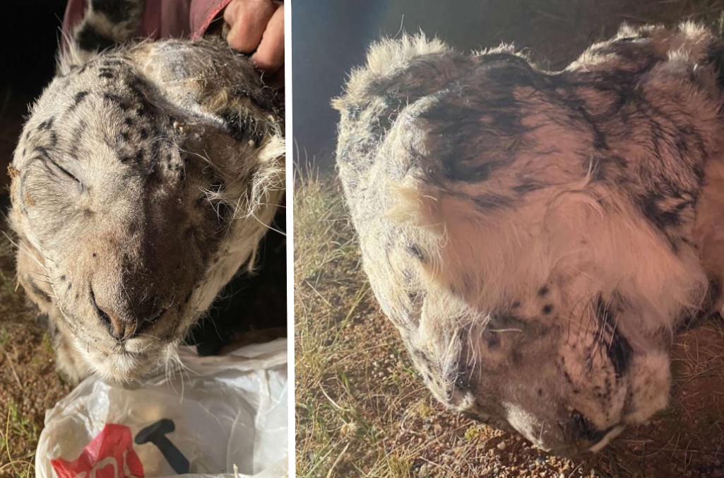 Mongolia - Cranium snow Leopard (2).jpg