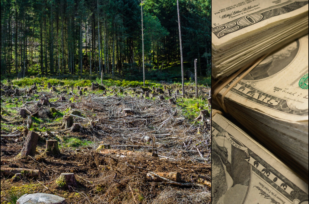 Concerted global police cooperation over the years has led to millions of dollars in assets being seized from illegal logging networks and returned to state budgets.