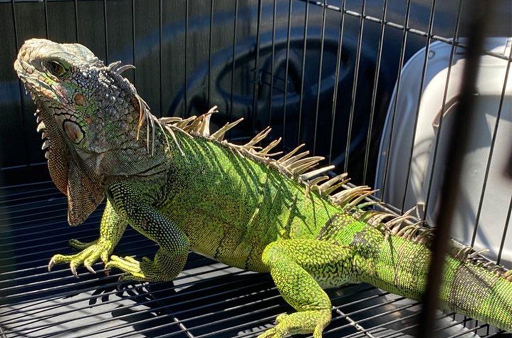 iguana2-interpol-2026.jpg