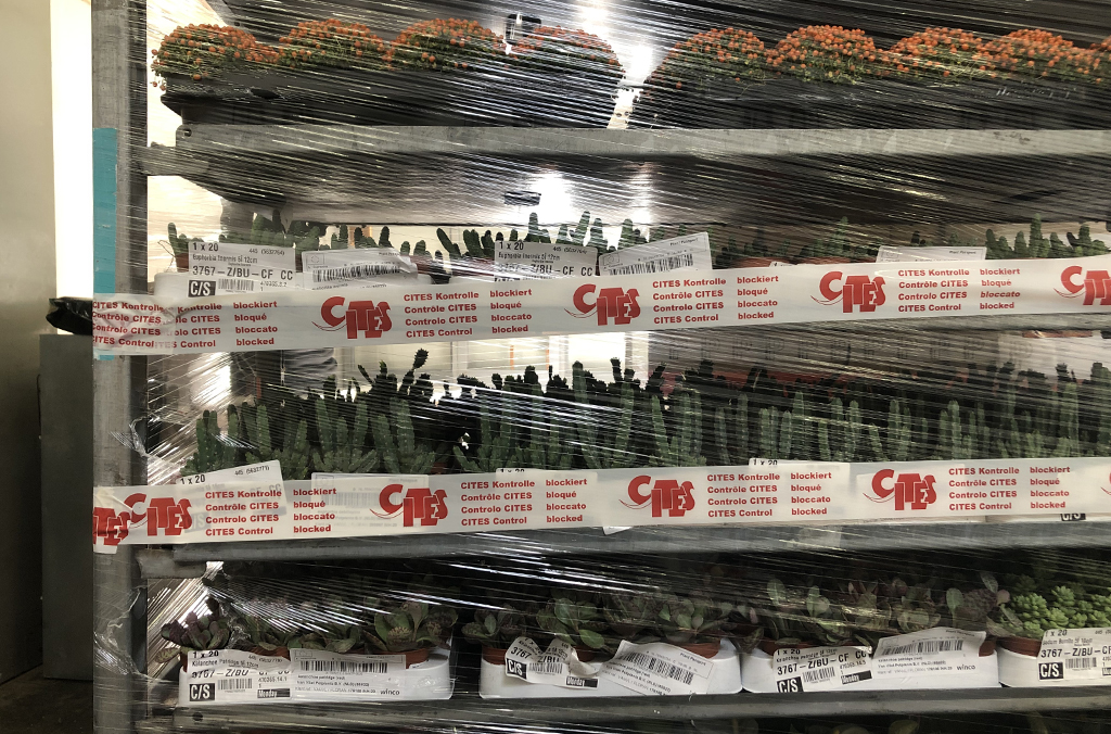 15,878 kg of plants were seized during the operation. Courtesy of Switzerland Customs