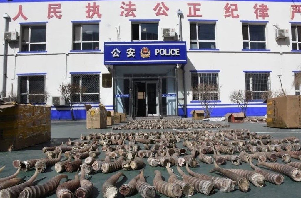 Mongolia - Saiga Case 2 Photo 1.jpg