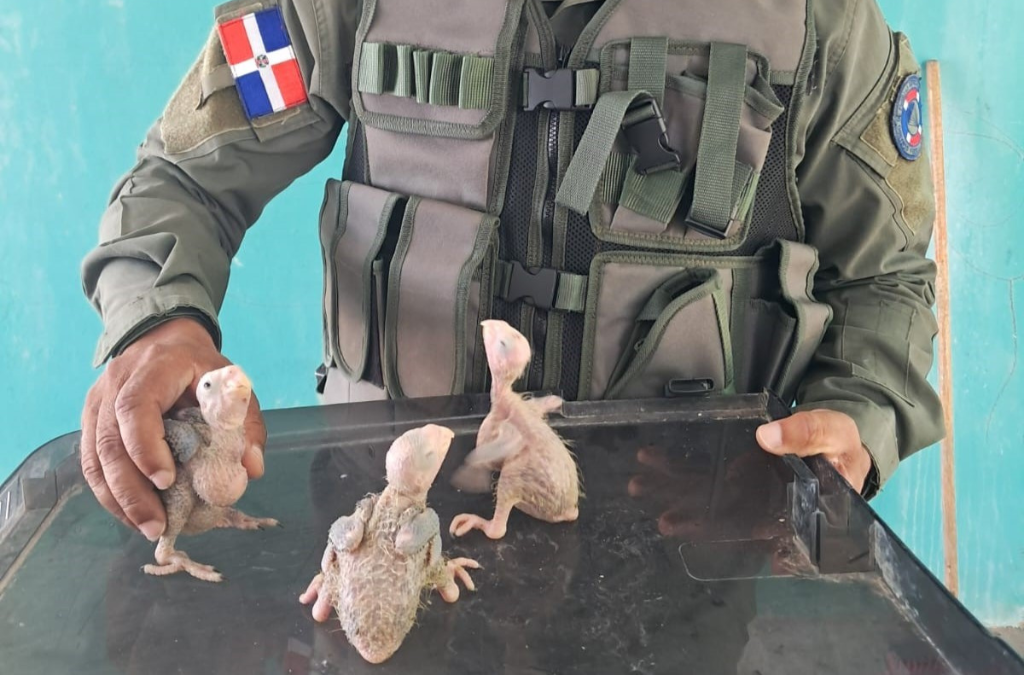 2. Project Gaia Operation Madre Tierra Dominican Republic 250602_Cotorras 01.png