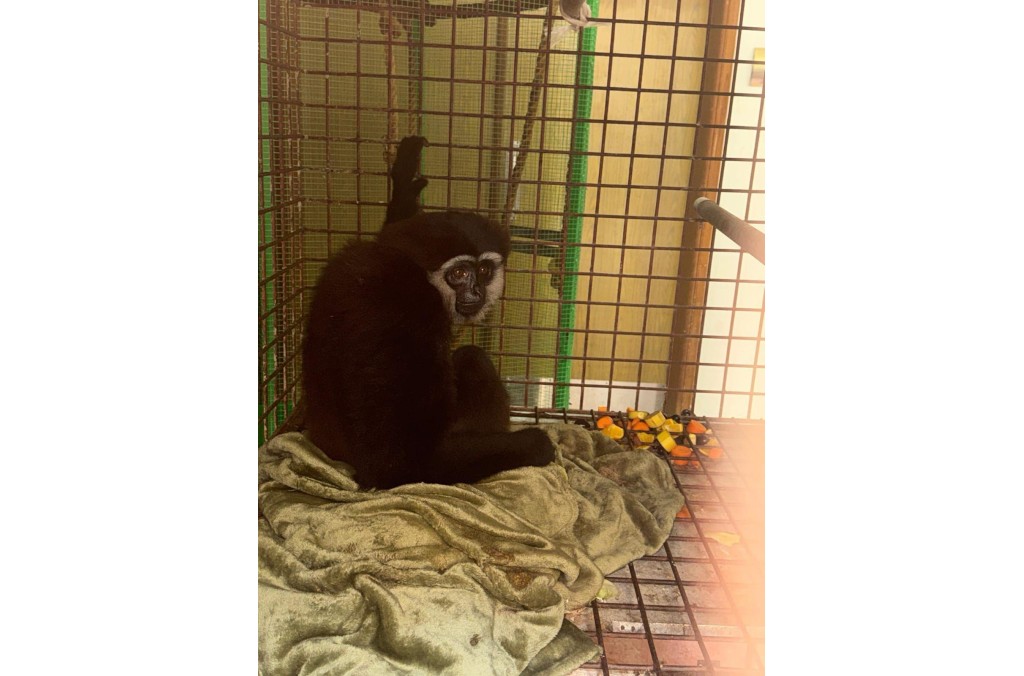 Qatar primate dark handed gibbon.jpg