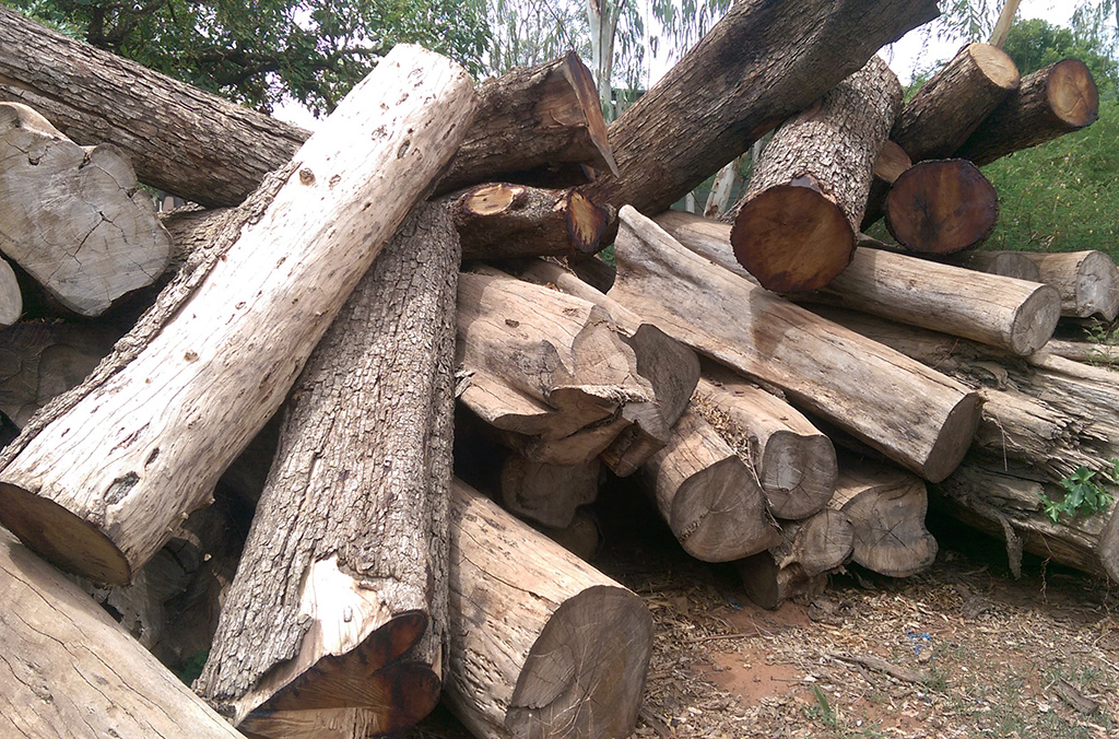 قطاع الأخشاب غير المشروعة - مثل تلك المصادرة هنا في غرب أفريقيا خلال عملية للإنتربول - يدرّ حوالي 152 مليار دولار من دولارات الولايات المتحدة سنويا ويستقطب أكبر جماعات الجريمة المنظمة في العالم