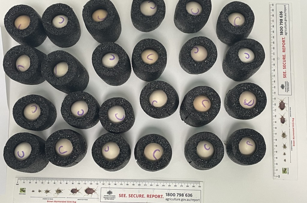 Australia - HATCHING EGGS.jpg