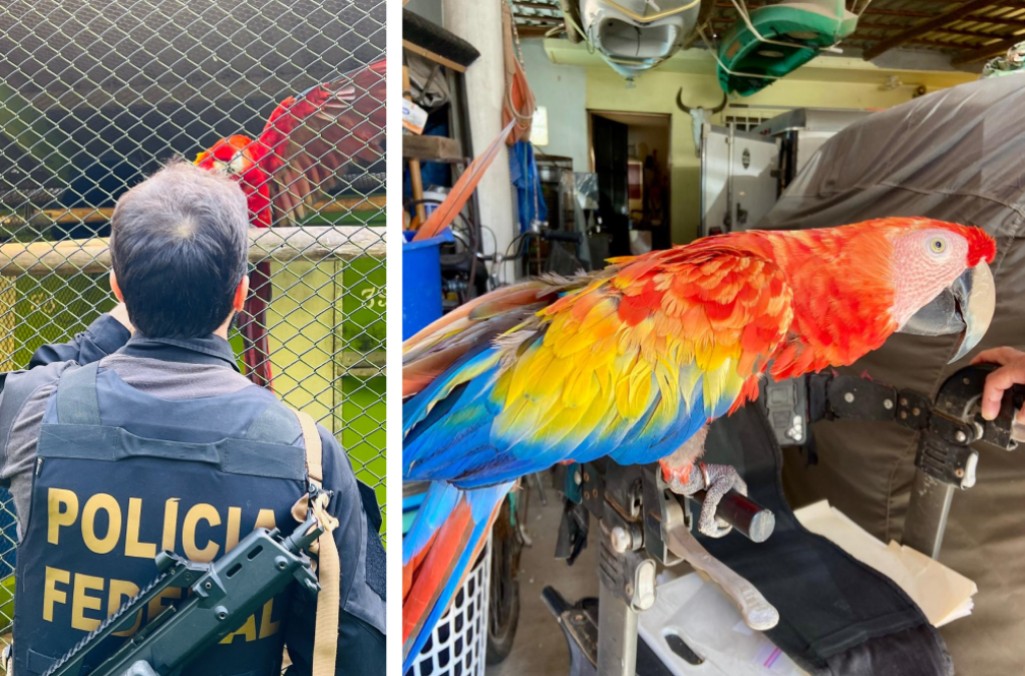 Brazil_POLICE ARA BIRD.jpg