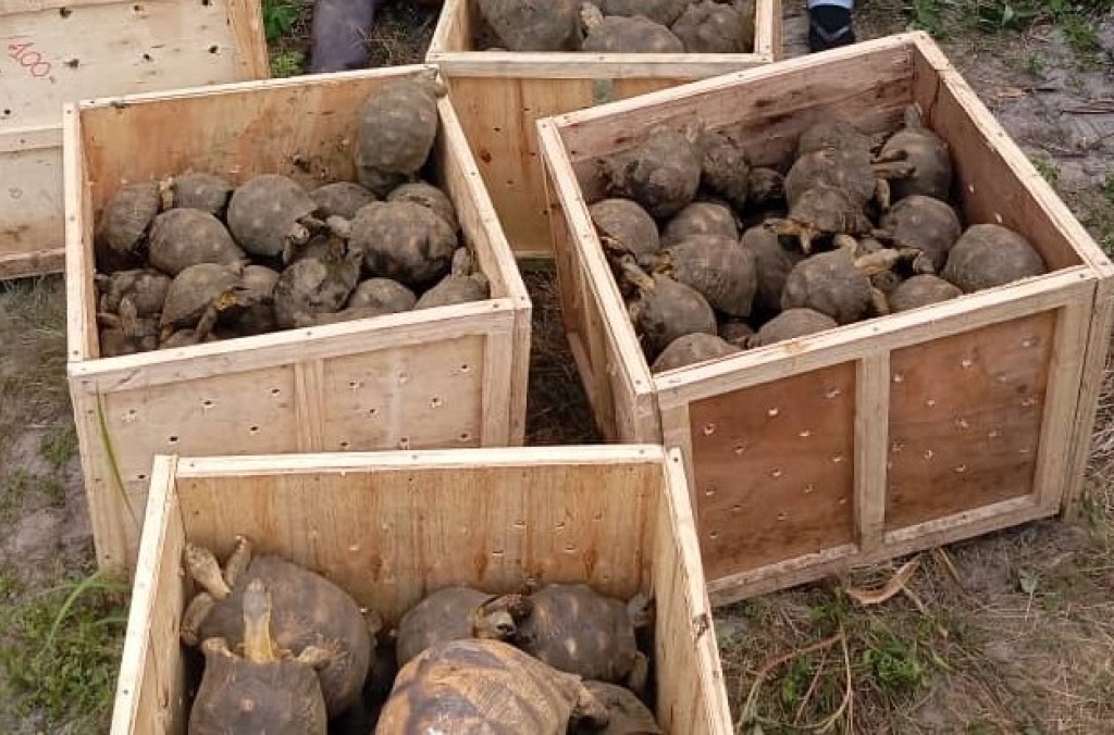 TNZ_396 Tortoises.jpg