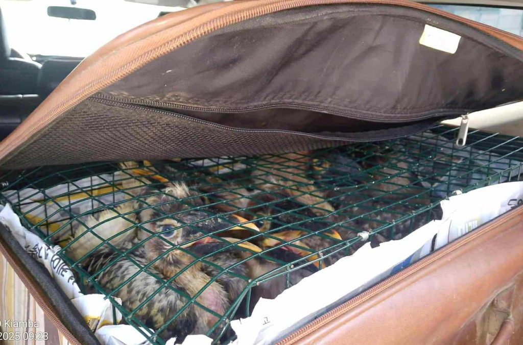 Indonesia - Birds.jpg