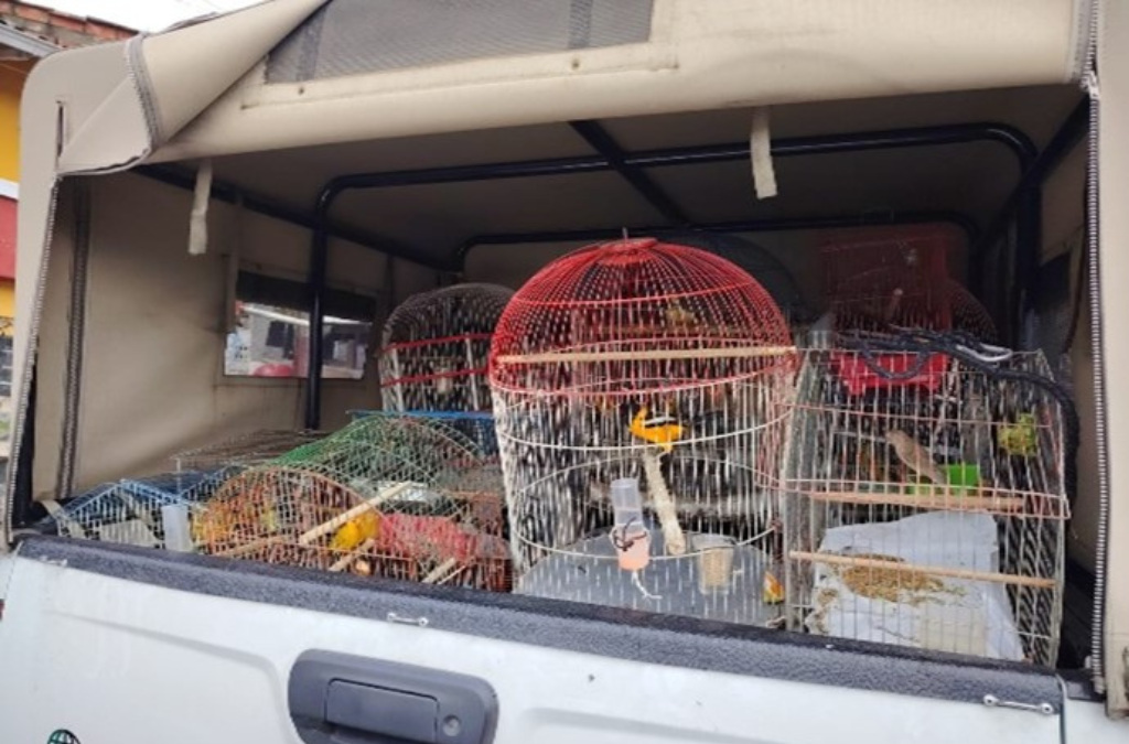 Colombia 250523_Birds.png