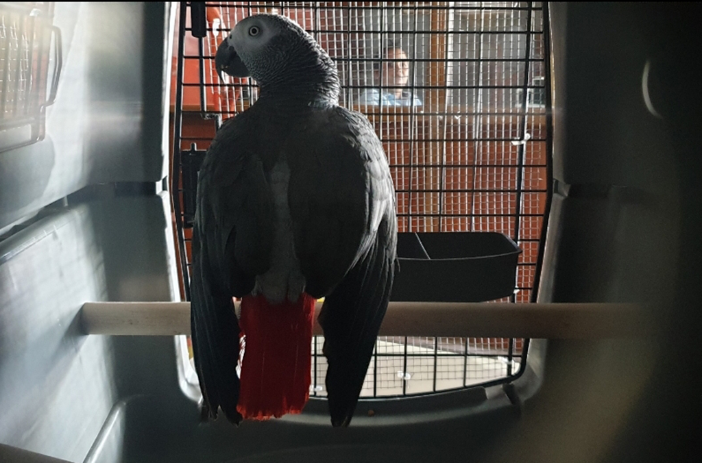 1,160 live birds were seized during Operation Thunder 2020. Courtesy of Mauritius Customs