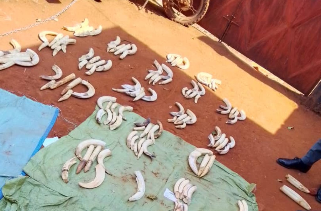 TNZ_145 Hipopotamus teeth and Warthog Tusks.jpg