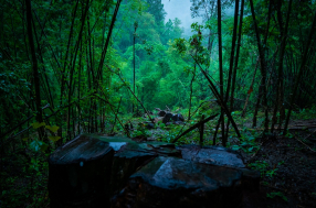Illicit logging activities