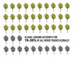 International Forest Day 2018 - Illegal logging