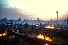 Forestry Burned