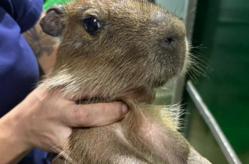 Preview - Panama 250603 Capybara.png