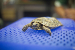 1. A rescued pancake tortoise. The species is critically endangered (CITES Appendix I).jpg